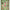 GI Jane Premium Love Doll