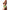 Prowler Lace Backless Brief Neon Green